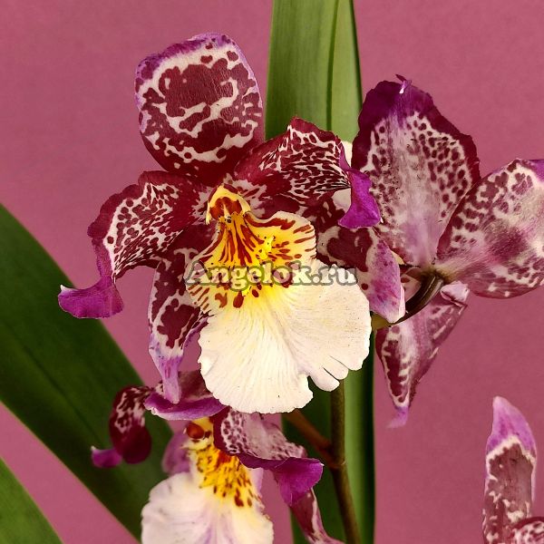 фото Камбрия (Burrageara Guann Shin Diamond) от магазина магазина орхидей Ангелок