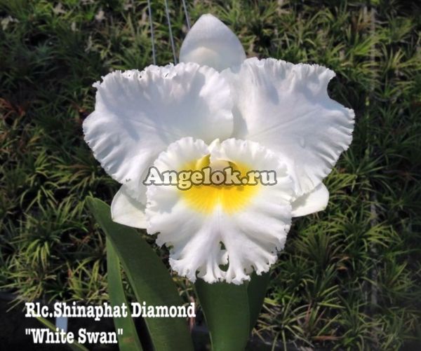 фото Каттлея (Rlc.Shinaphat Diamond 'White Swan') от магазина магазина орхидей Ангелок