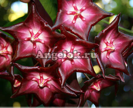 фото Хойя Макгилливра (Hoya macgillivrayi) черенок от магазина магазина орхидей Ангелок