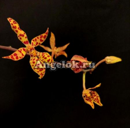 фото Ренантера уединенная (Renanthera monachica) от магазина магазина орхидей Ангелок