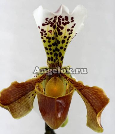фото Пафиопедилум (Paphiopedilum) p-02 от магазина магазина орхидей Ангелок