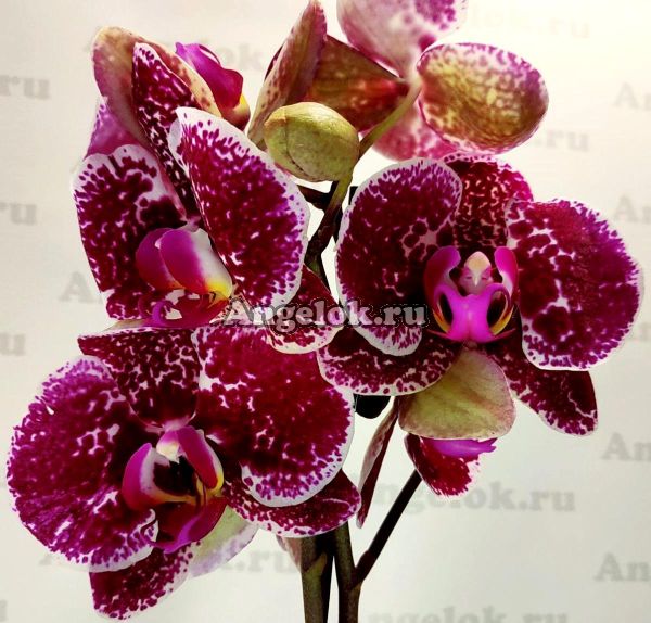 фото Фаленопсис (Phalenopsis Eduction) от магазина магазина орхидей Ангелок
