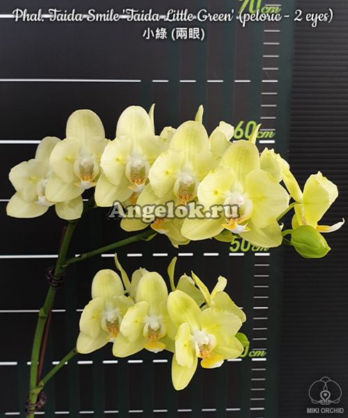 фото Фаленопсис бабочка (Phalaenopsis Taida Smile 'Taida Little Green' (peloric - 2 eyes)) от магазина магазина орхидей Ангелок