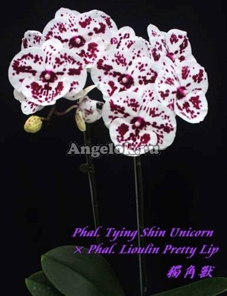 фото Фаленопсис Биг Лип (Phalaenopsis Tying Shin Unicorn Lioulin Pretty Lip "Lee1274") Тайвань от магазина магазина орхидей Ангелок