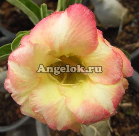 фото Адениум (Adenium obesum Ban Buri) от магазина магазина орхидей Ангелок