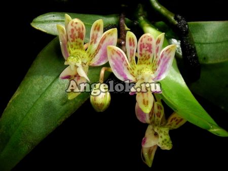фото Фаленопсис Финли (Phalaenopsis finleyi) от магазина магазина орхидей Ангелок