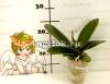 Фаленопсис (Phalaenopsis Sogo Diamond '230') Тайвань