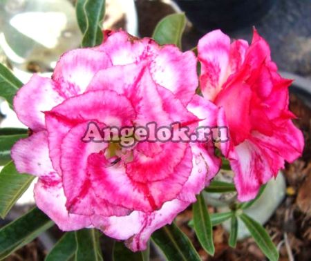 фото Адениум (Adenium obesum Jam Fah) от магазина магазина орхидей Ангелок