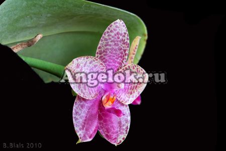 фото Фаленопсис (Phalaenopsis Mok Choui Yew x sib) Тайвань от магазина магазина орхидей Ангелок