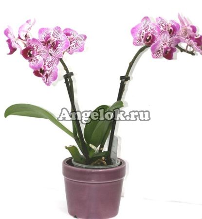 фото Фаленопсис мини (Phalaenopsis ) ph-82 от магазина магазина орхидей Ангелок