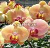 фото Фаленопсис Мики Кроун (Phalaenopsis Miki Crown '16') от магазина магазина орхидей Ангелок
