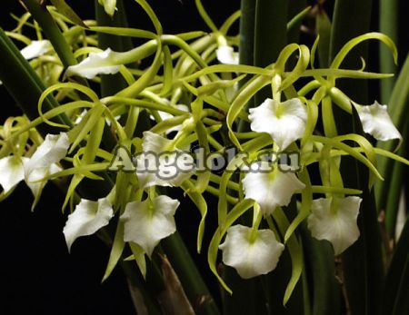 фото Брассавола (Brassavola cordata) Тайвань от магазина магазина орхидей Ангелок