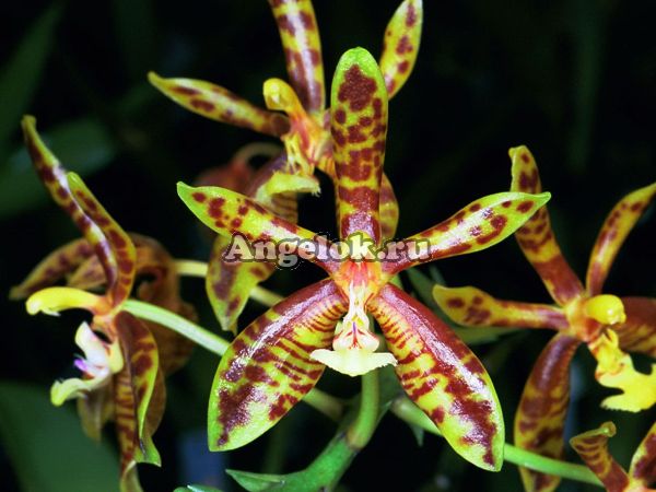 фото Фаленопсис Манна (Phalaenopsis mannii × sib) Тайвань от магазина магазина орхидей Ангелок