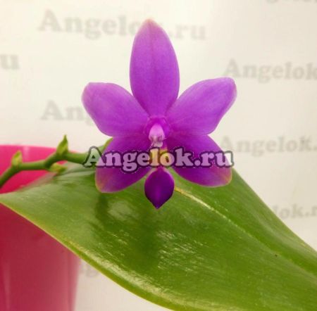 фото Фаленопсис Виолацея (Phalaenopsis violacea) от магазина магазина орхидей Ангелок