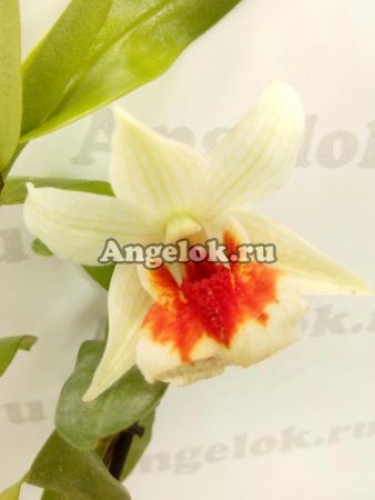 фото Дендробиум (Den. Frosty Dawn 'red lip') Тайвань от магазина магазина орхидей Ангелок