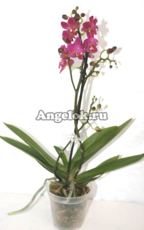 Фаленопсис (Phalaenopsis multiflora) ph-04_1