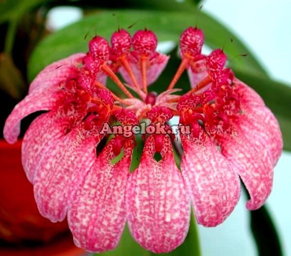 фото Бульбофиллум Эберхарди (Bulbophyllum eberhardtii) от магазина магазина орхидей Ангелок