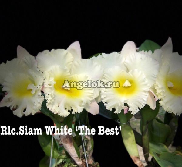 фото Каттлея (Rlc.Siam White 'The Best') от магазина магазина орхидей Ангелок