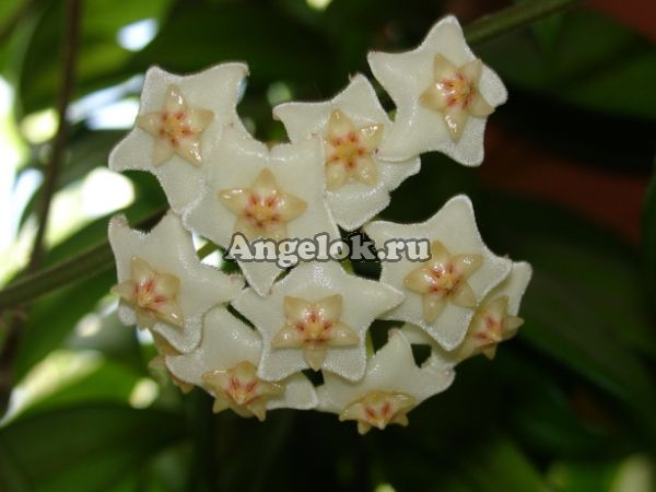 фото Хойя Салвеника (Hoya Salweenica) черенок от магазина магазина орхидей Ангелок