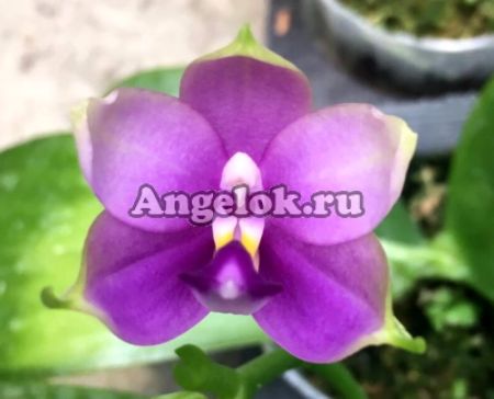 фото Фаленопсис (P. Jennifer Palomer × violacea indigo) Тайвань от магазина магазина орхидей Ангелок