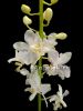 Фаленопсис Пульхеррима альба (Phalaenopsis pulcherrima var. alba)