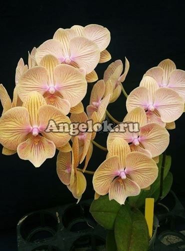 фото Фаленопсис Биг Лип детка (Phalaenopsis JC Stars Shining) Тайвань от магазина магазина орхидей Ангелок