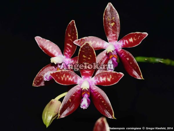 фото Фаленопсис Корнинга взрослый (Phalaenopsis corningiana x sib) Тайвань от магазина магазина орхидей Ангелок