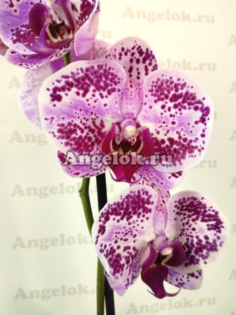фото Фаленопсис (Phalaenopsis ) ph-54_1 от магазина магазина орхидей Ангелок