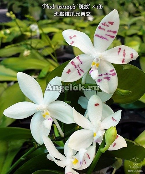 фото Фаленопсис Тетраспис (Phalaenopsis tetraspis × sib) Тайвань от магазина магазина орхидей Ангелок