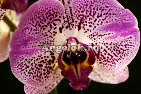 фото Фаленопсис Андорра (Phalaenopsis Andorra) от магазина магазина орхидей Ангелок