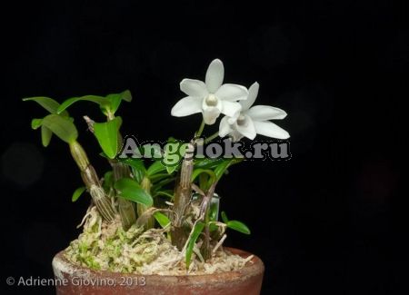 фото Дендробиум монилиформе (Dendrobium moniliforme) от магазина магазина орхидей Ангелок
