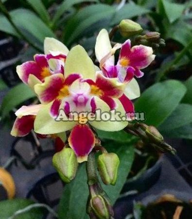 фото Фаленопсис Сого Готрис пелорик (P.Sogo Gotris “ES”) Тайвань от магазина магазина орхидей Ангелок
