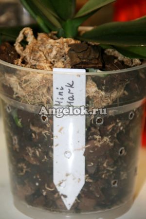 фото Табличка для растений от магазина магазина орхидей Ангелок