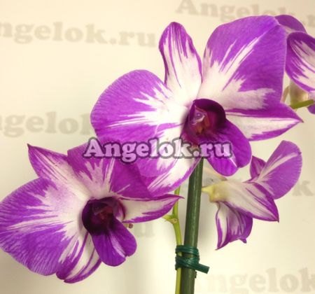 фото Дендробиум фаленопсис мини (Dendrobium Dancing Flora) от магазина магазина орхидей Ангелок