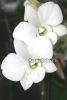 фото Дендробиум фаленопсис (Dendrobium Phalaenopsis ) d-18 от магазина магазина орхидей Ангелок