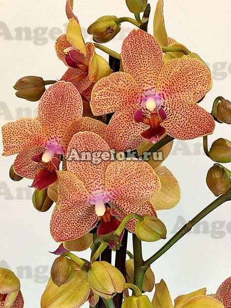 фото Фаленопсис Сансет Лав (Phalaenopsis Sunset Love) от магазина магазина орхидей Ангелок