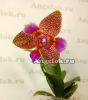 фото Фаленопсис Джой Фейри Тейл (Phalaenopsis Joy Fairy Tale) Тайвань от магазина магазина орхидей Ангелок