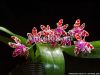 фото Фаленопсис Марии (Phalaenopsis mariae) от магазина магазина орхидей Ангелок
