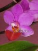 фото Фаленопсис Льюис (Phalaenopsis Liu's Triprince 'Hot Lip') от магазина магазина орхидей Ангелок