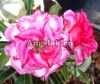 фото Адениум (Adenium obesum Jam Fah) от магазина магазина орхидей Ангелок