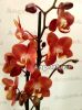 фото Фаленопсис Горизонт (Phalaenopsis Horizion) от магазина магазина орхидей Ангелок