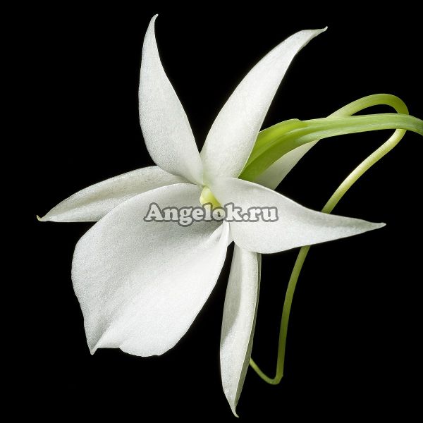 фото Ангрекум (Angraecum leonis) от магазина магазина орхидей Ангелок