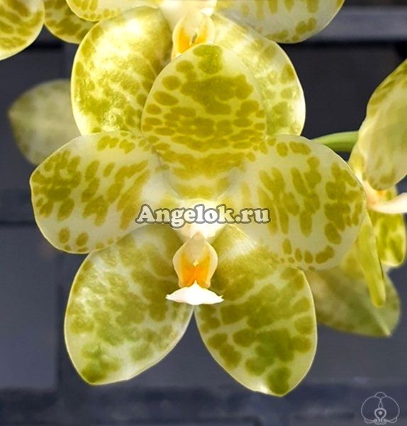 фото Фаленопсис Гигантея Альба (Phalaenopsis gigantea var. alba) от магазина магазина орхидей Ангелок