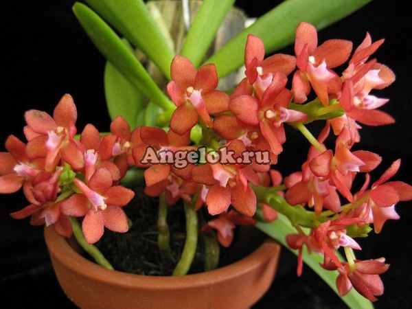 фото Цератоцентрон (Ceratocentron fesselii) от магазина магазина орхидей Ангелок