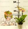 Фаленопсис мини (Phalaenopsis Sogo Gotris)