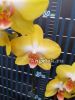 фото Фаленопсис (P.PZO Canary TOGA/SM) Тайвань от магазина магазина орхидей Ангелок