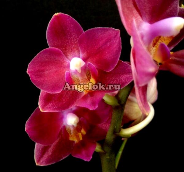 фото Фаленопсис мини (Phalaenopsis Brazilian Fever) от магазина магазина орхидей Ангелок