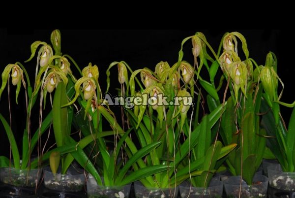 фото Фрагмипедиум (Phragmipedium humboldtii) от магазина магазина орхидей Ангелок