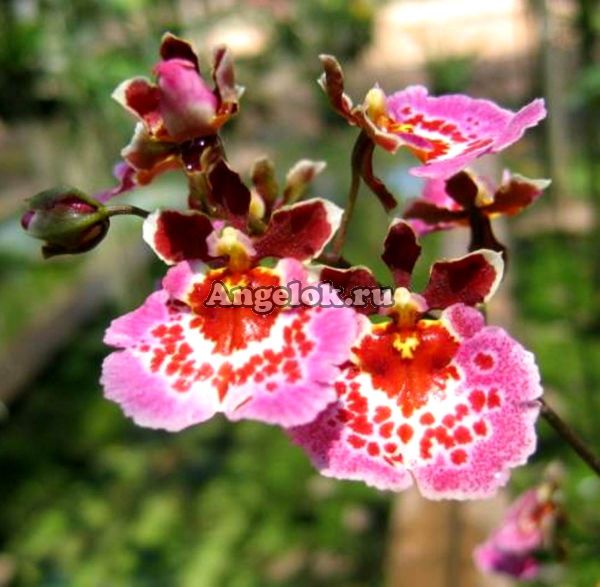 фото Толумния (Tolumnia Jairak Rainbow) от магазина магазина орхидей Ангелок
