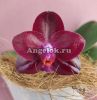 Фаленопсис (Phalaenopsis Mituo King ‘Red Pepper’) Тайвань